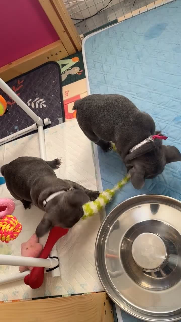 French Bulldog dogs for sale: 5 female French Bulldog –9 weeks old💙 🐾 - Video 3