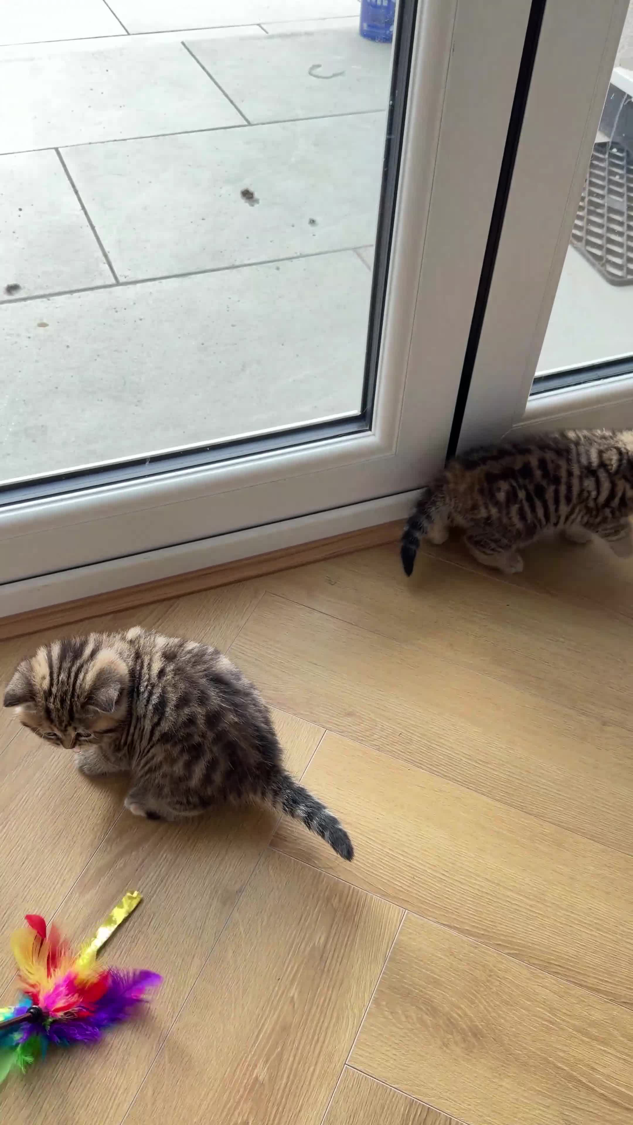 British Shorthair cats for sale: Stunning Tabby FULL PEDIGREECHAMPION BSH BABIES 😍 - Video 1