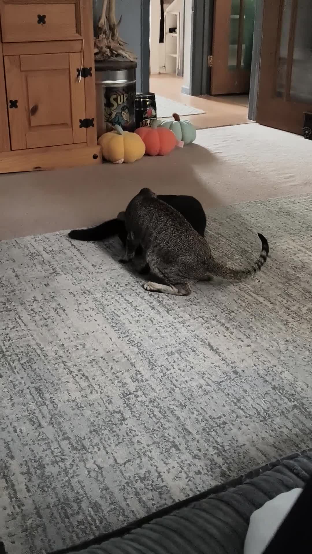 Oriental cats for sale: Male oriental shorthair  - Video 1