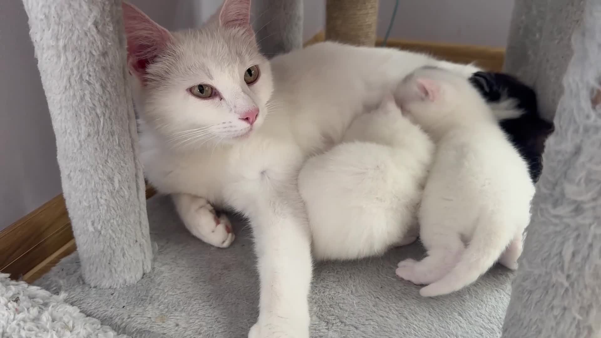Turkish Angora cats for sale: 3 Stunning Turkish Angora Kittens - Video 1