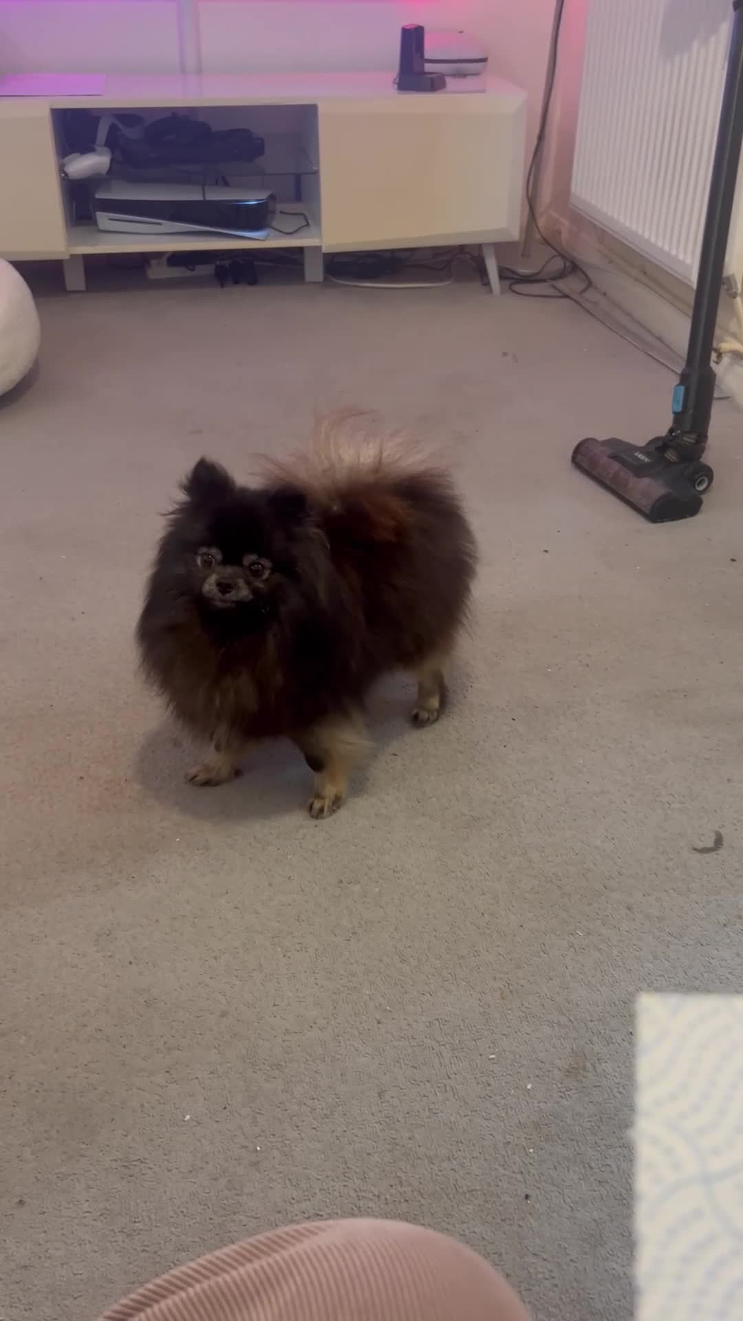 Pomeranian dogs for sale: KC, miniature Pomeranian - Video 1