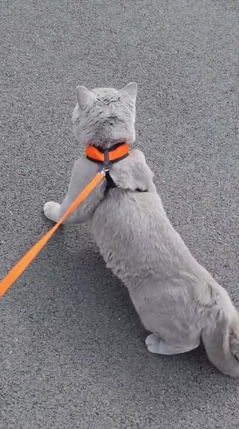 British Shorthair cats for sale: Beautiful Lilac British Shorthair  - Video 3