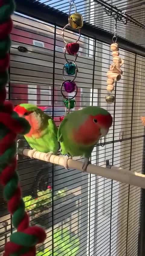 Lovebirds birds for sale: Bonded lovebirds pair  - Video 1