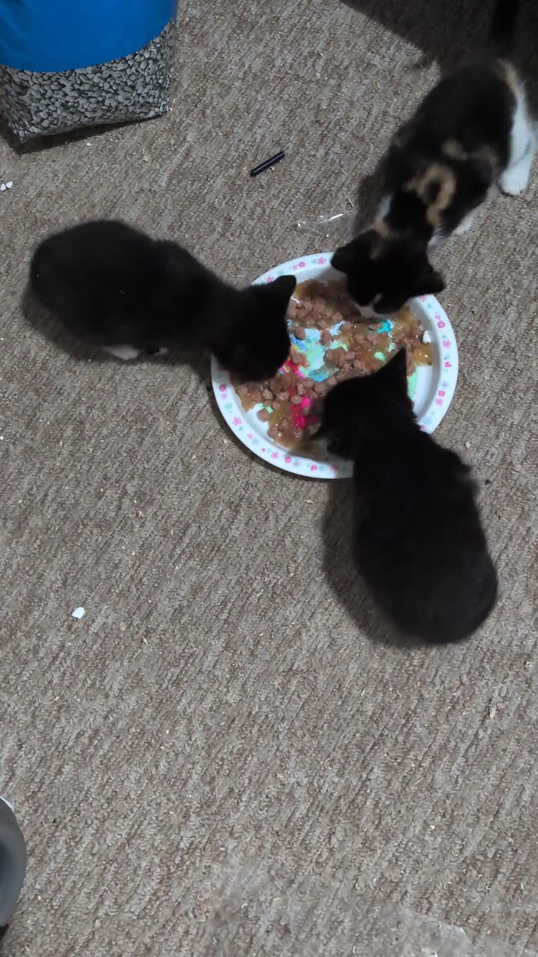 Mixed Breed cats for sale: Adorable kittens - Video 1