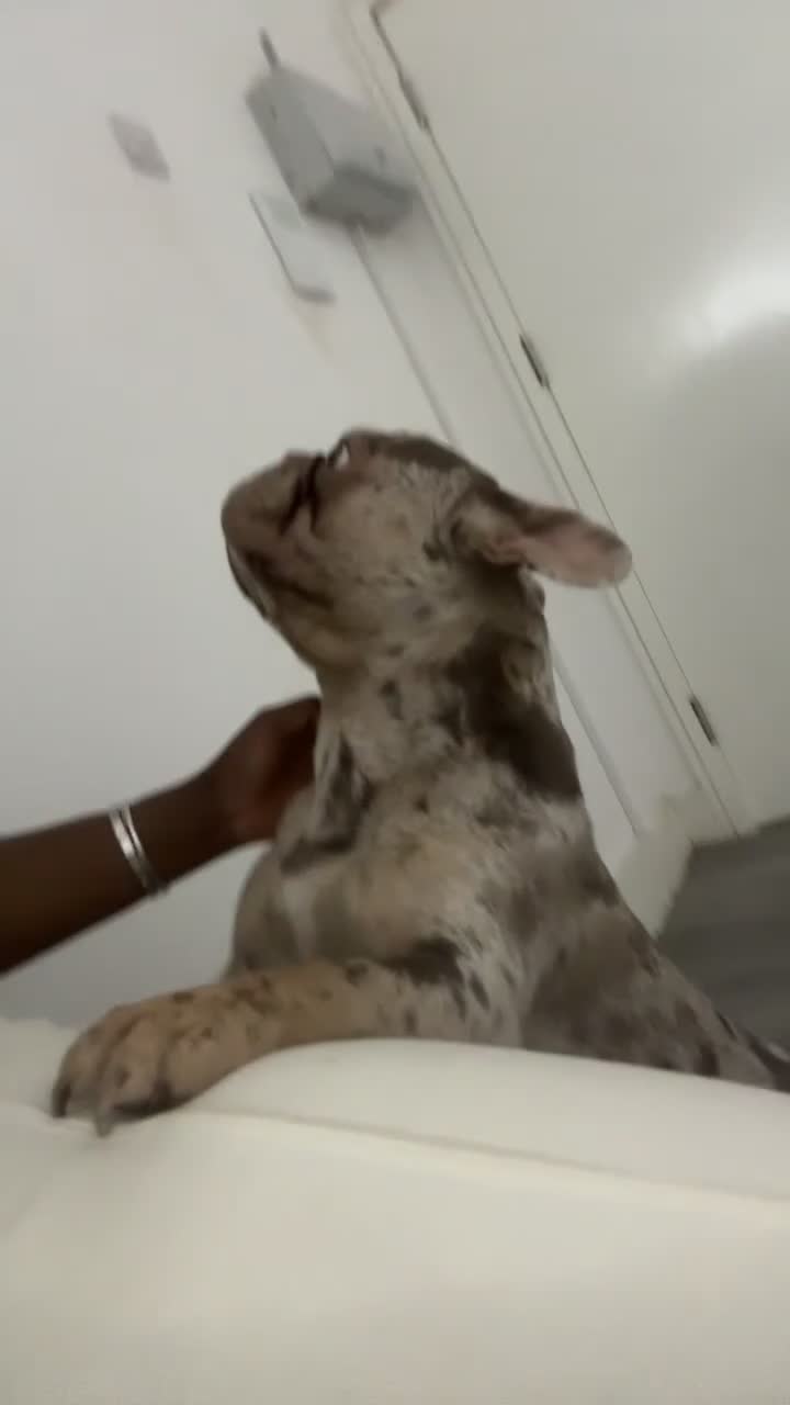 French Bulldog dogs for sale: 1 year old Isabelle Merle friendly frenchie  - Video 2