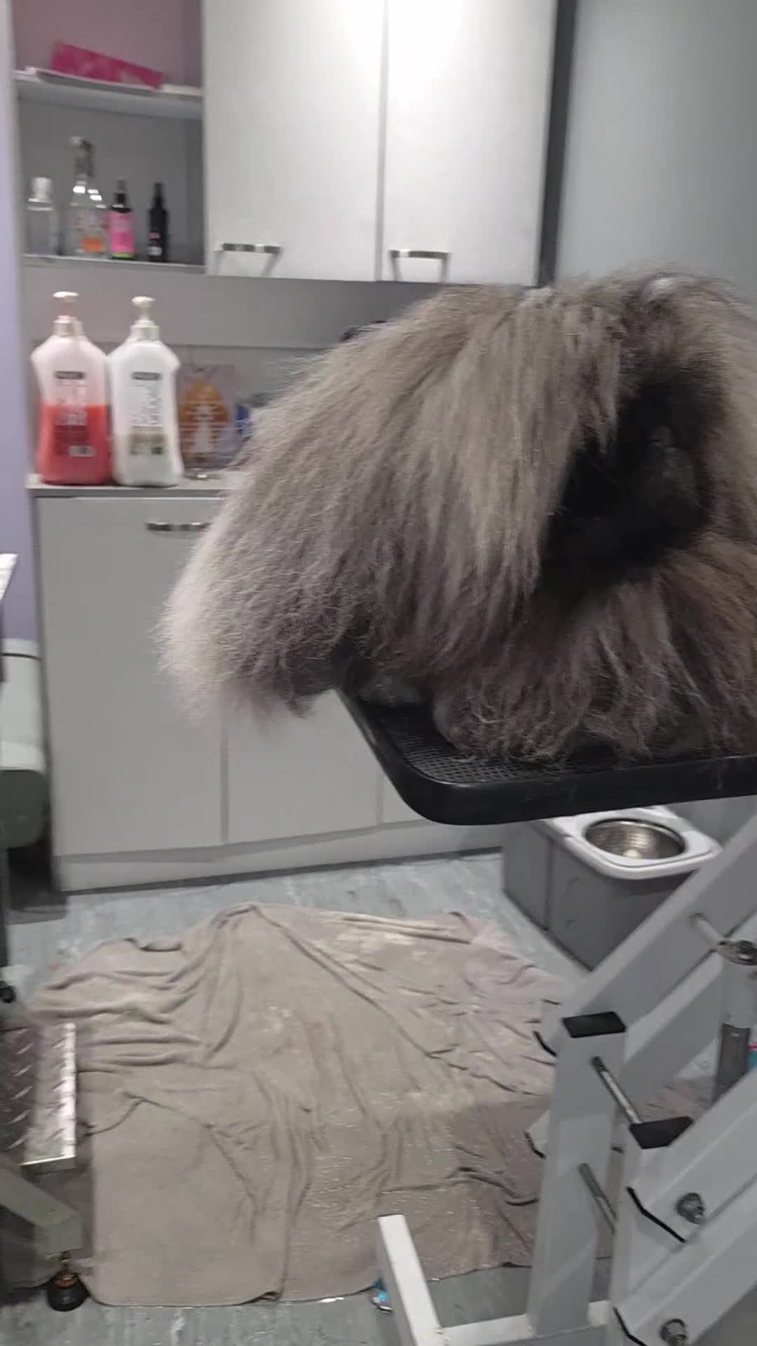 Pekingese dogs for stud: TRUE QUALITY PEKINGESE STUD - Video 1