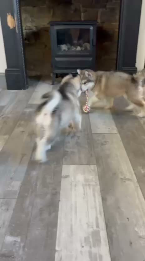 Alaskan Malamute dogs for sale: READY NOW Champion line KC Alaskan Malamute Pups  - Video 1