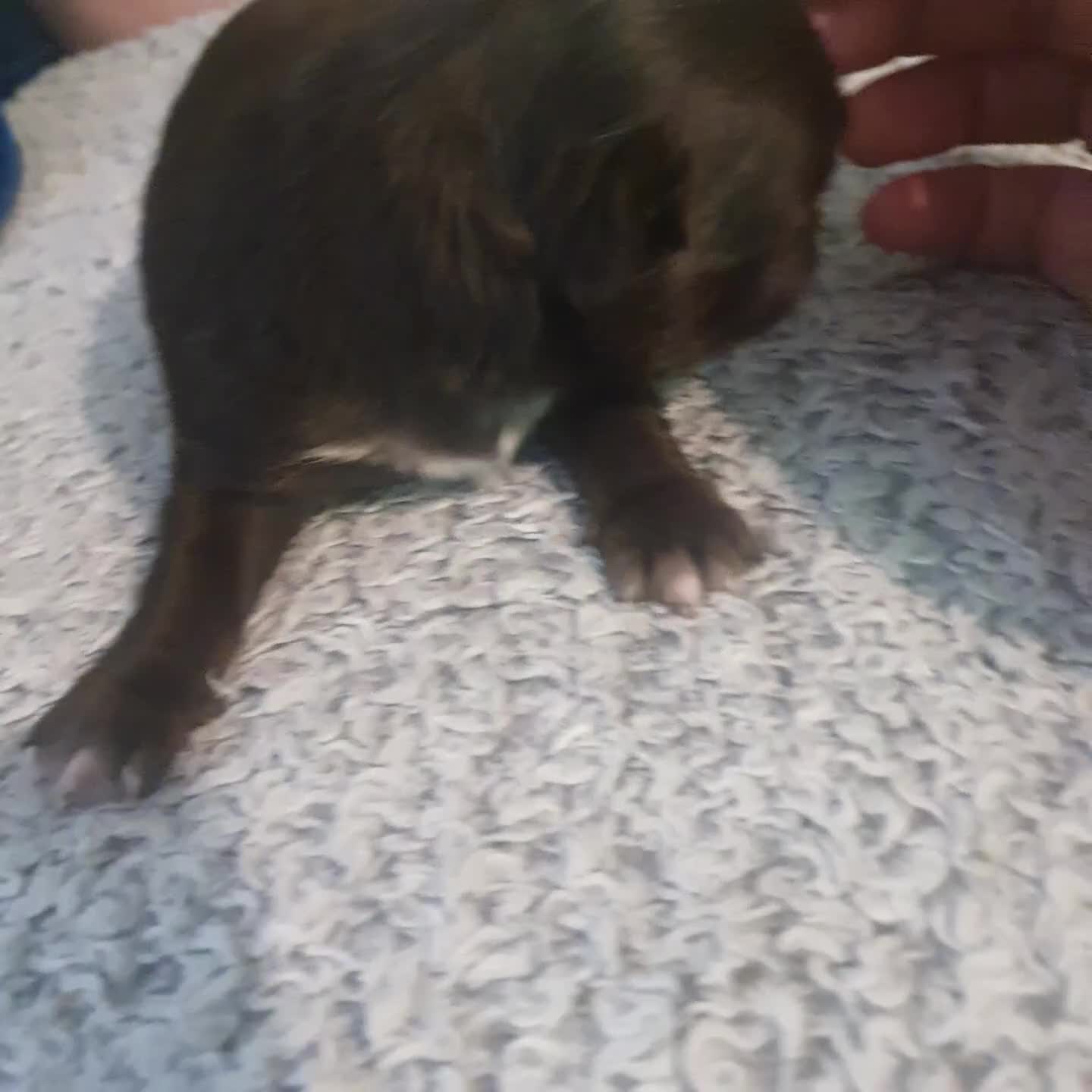 Chihuahua dogs for sale: Beautiful Long-Haired Chihuahua Puppies - Video 2