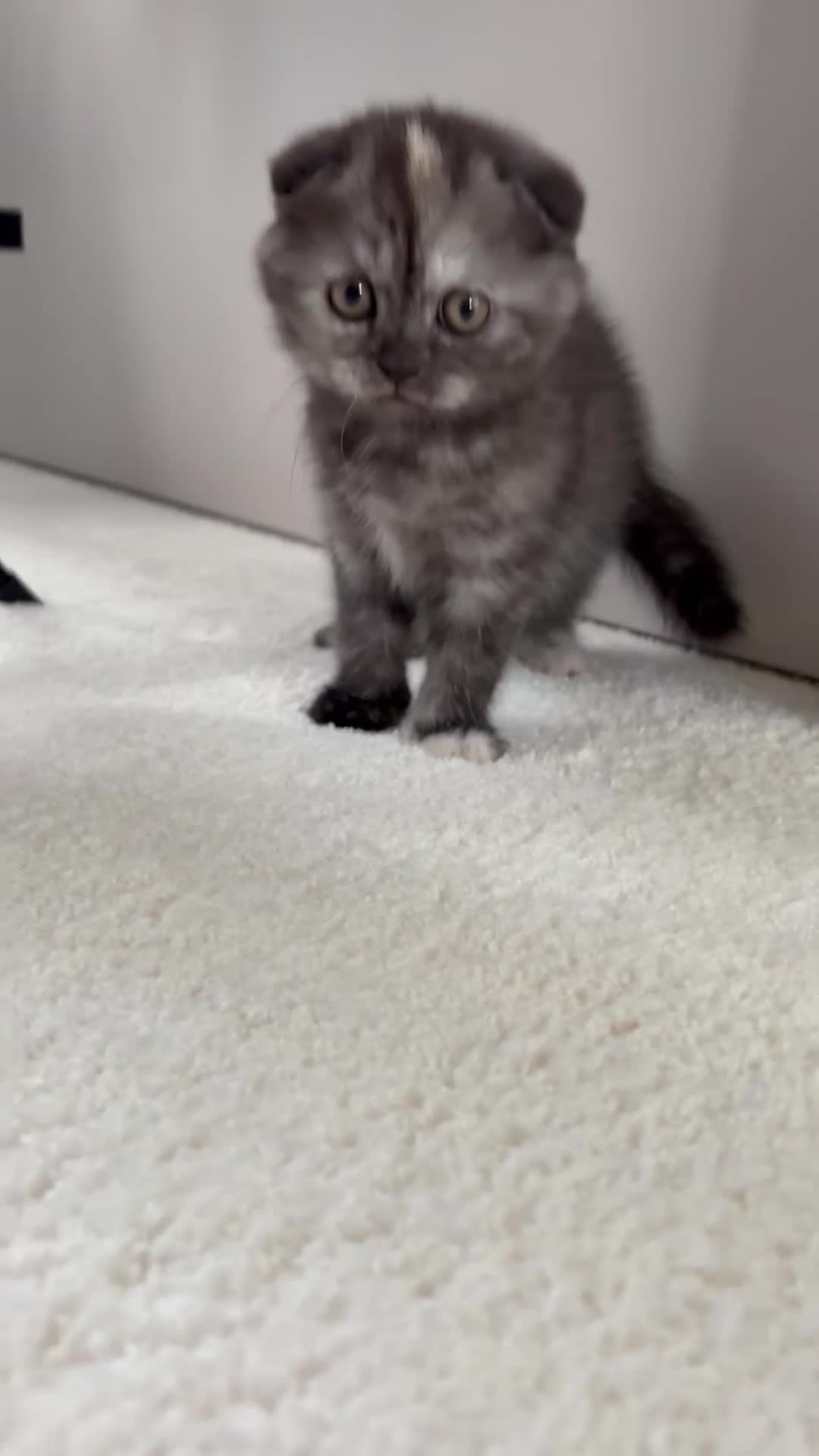 Scottish Fold cats for sale: 🐾Last 3 Scottish Fold/Straight kittens - Video 2