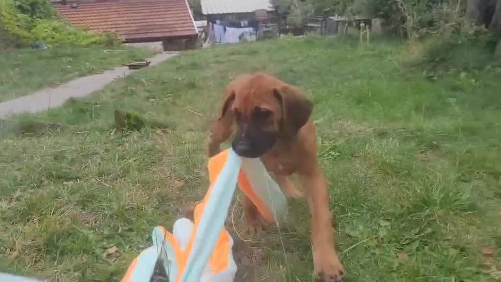 Rhodesian Ridgeback dogs for sale: KC reg chunky handsome pups - Video 3