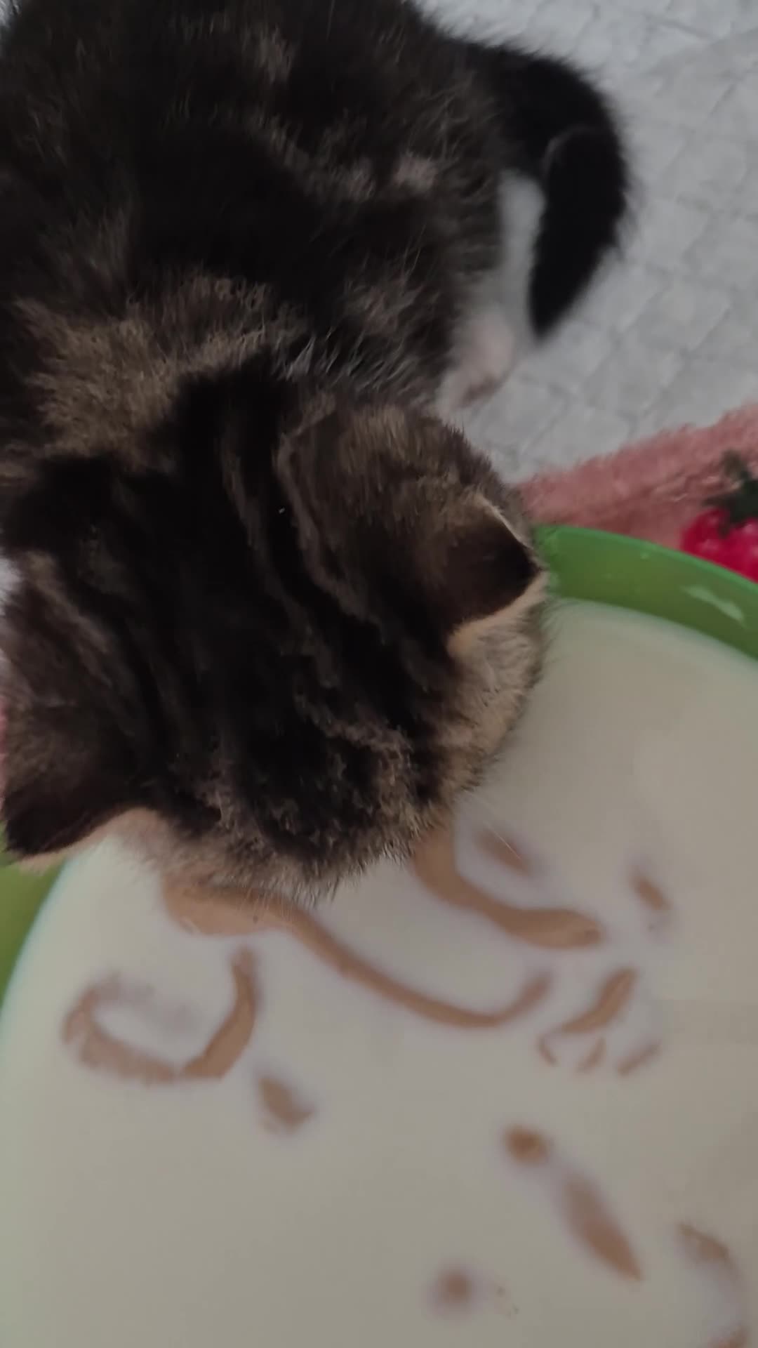 Persian cats for sale: Exotic Persian kittens  - Video 2
