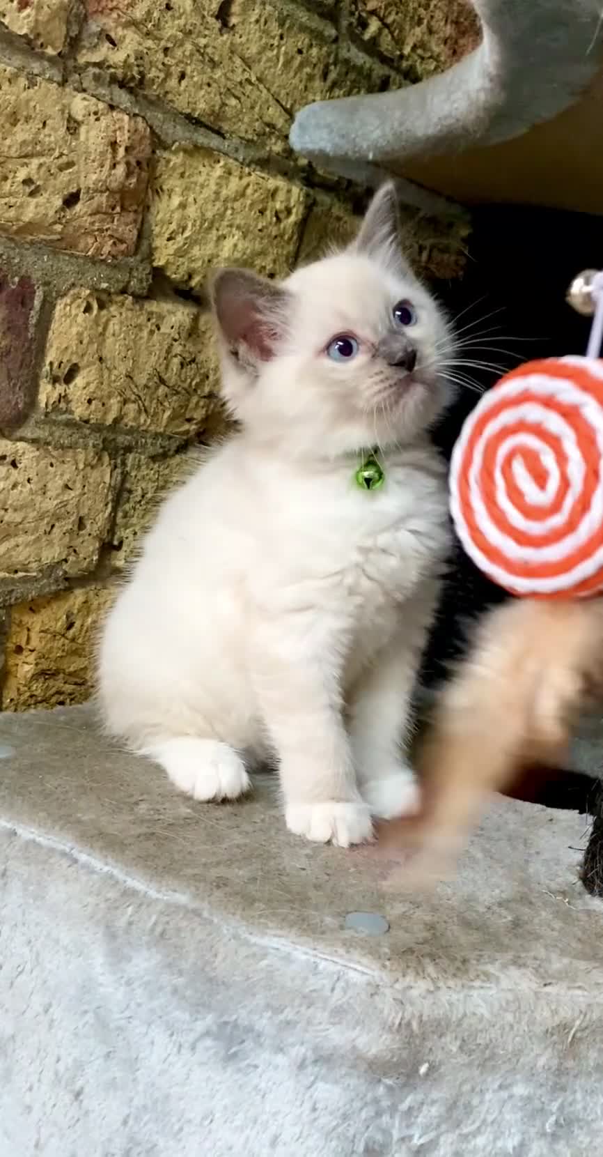 Ragdoll cats for sale: Outstanding TICA reg Kittens – Champion Bloodlines - Video 1