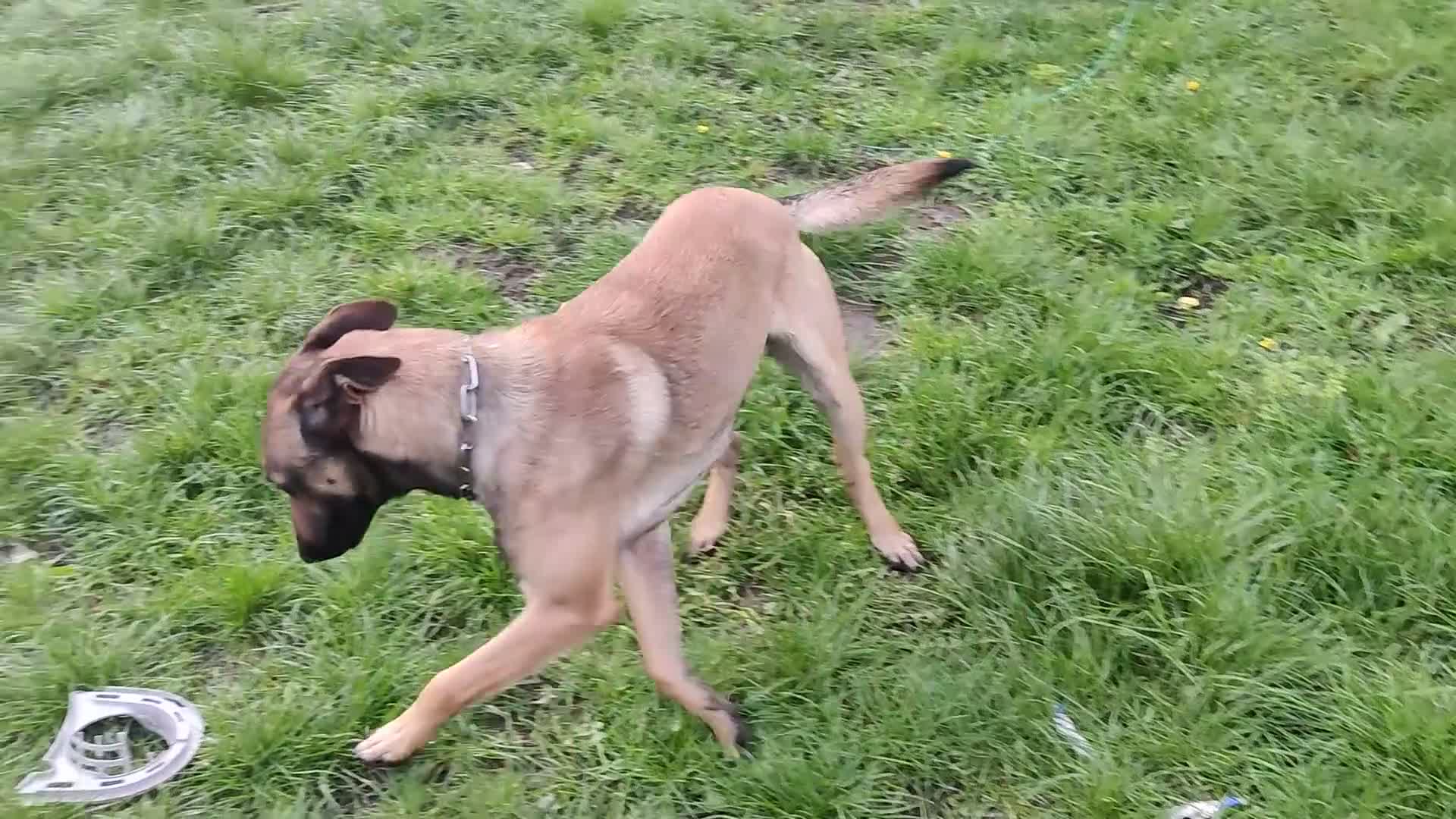 Belgian Shepherd Dog dogs for sale: Soltan - Video 1