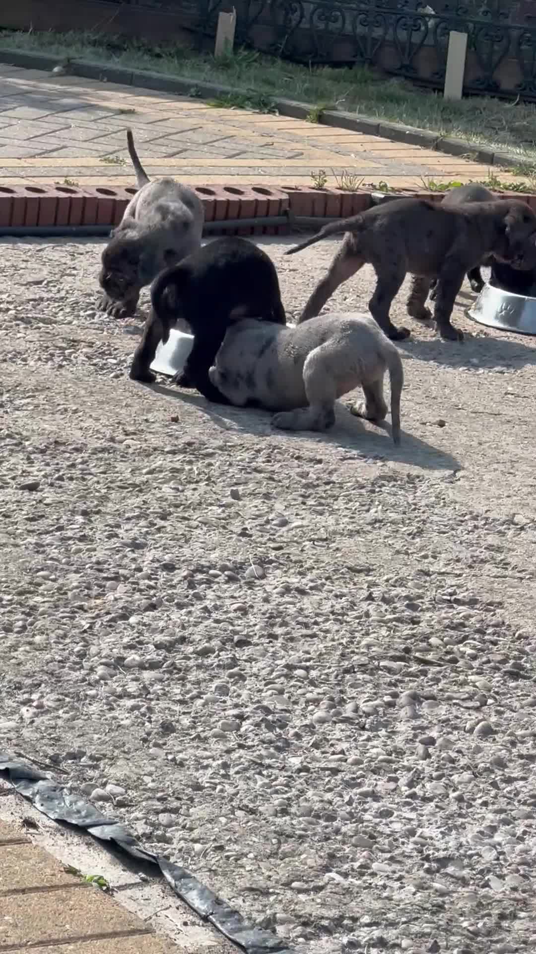 Cane Corso dogs for sale: Cane corso pups  - Video 1