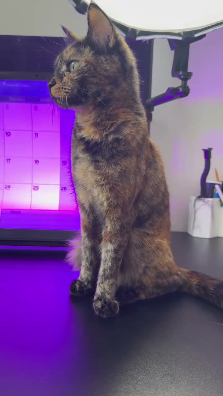 Domestic Shorthair cats for sale: 🐾♥️Meet Chocolate, Our Beautiful, Sweet Girl!♥️🐾 - Video 1