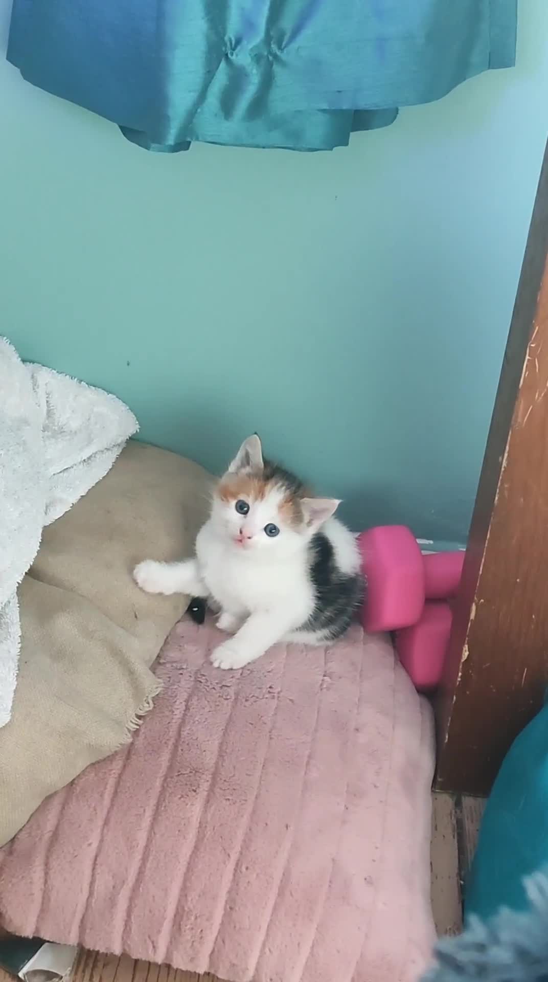 Mixed Breed cats for sale: 3 gorgeous kittens looking for forever home - Video 1