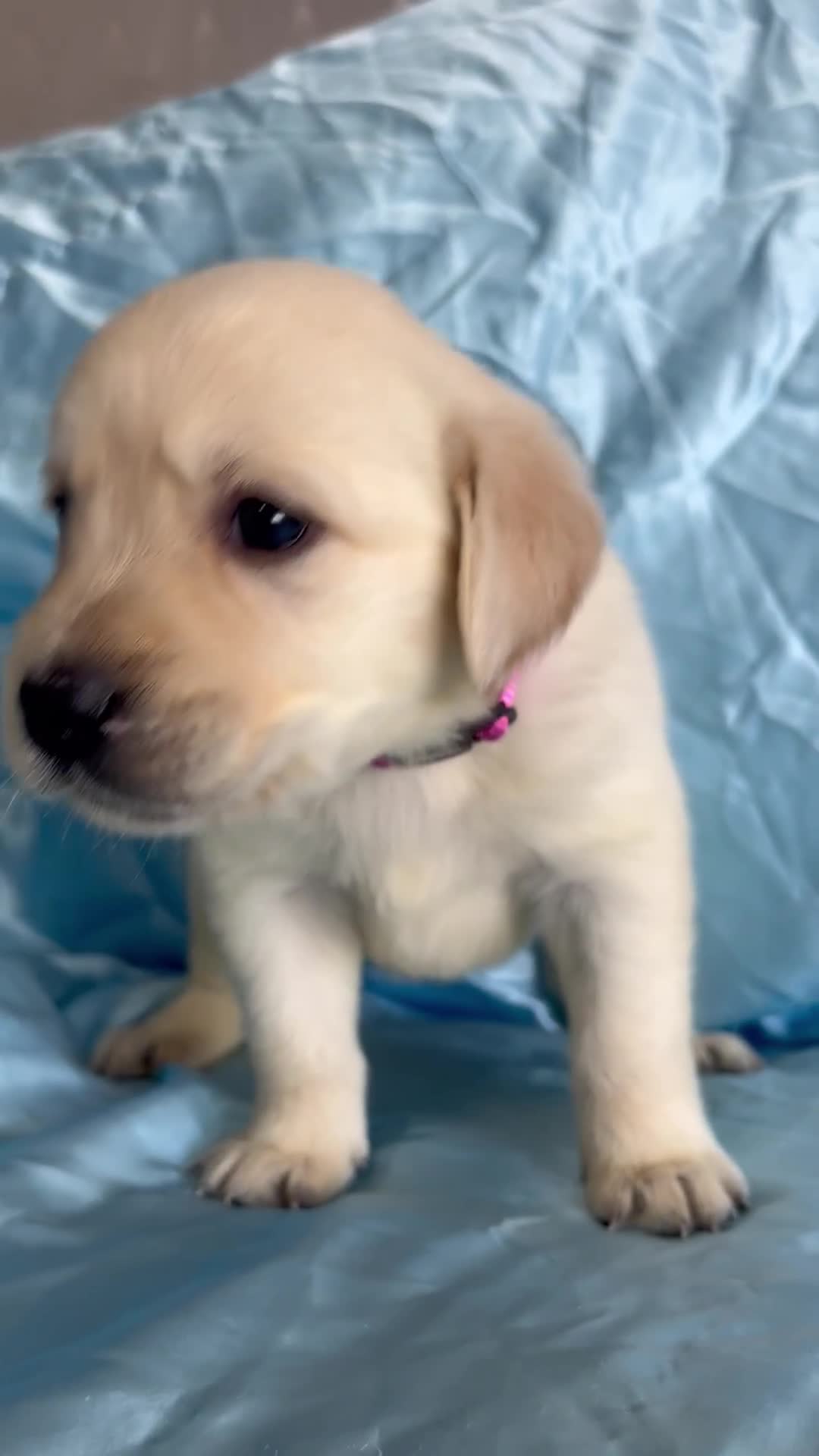 Goldador dogs for sale: READY NOW. HEALTH CHECKS DONE🤍🦮 GOLDADOR PUPPIES in Bridgend - Video 2