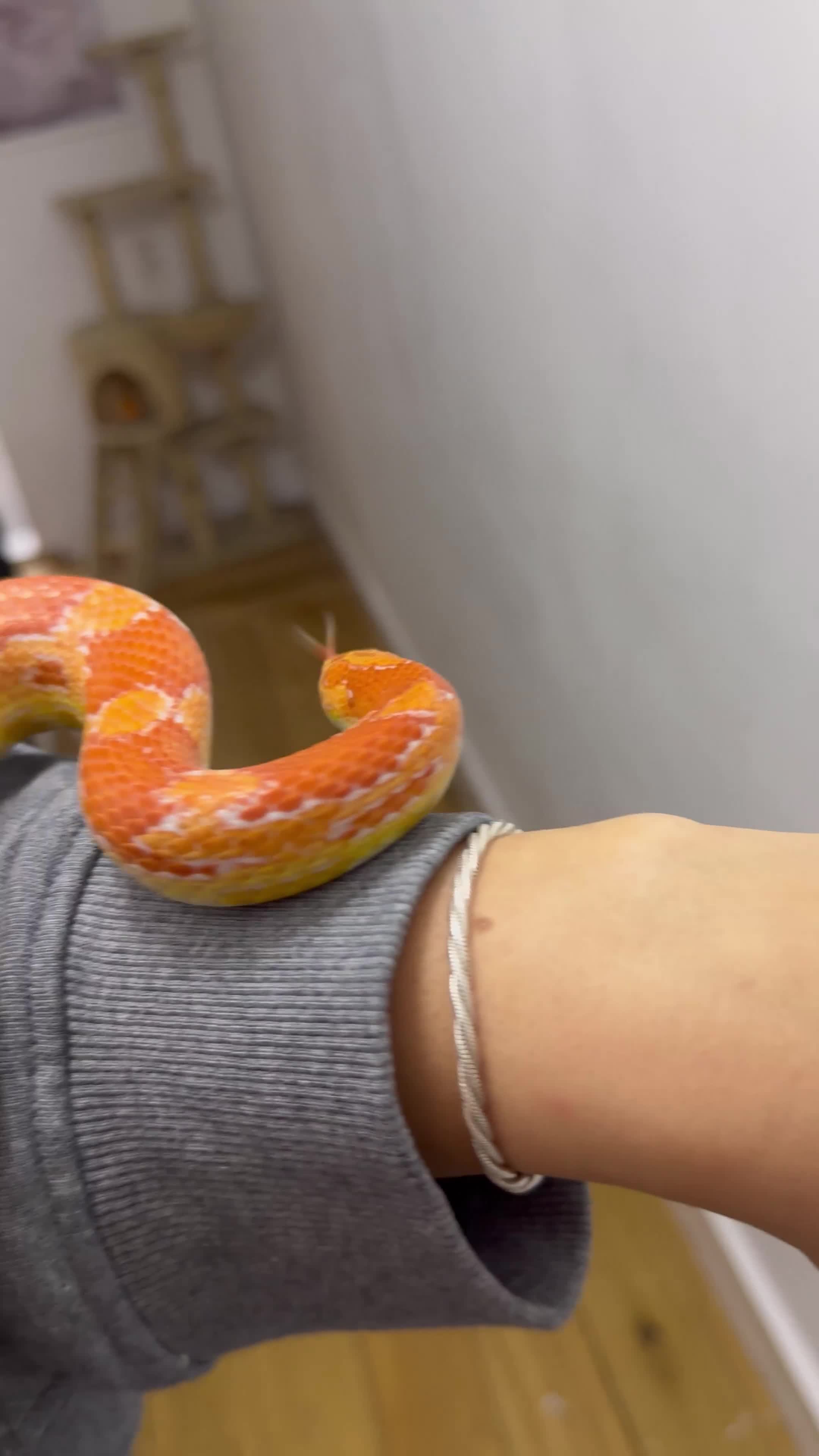 Corn Snake reptiles for sale: blaze needs a new home - Video 1