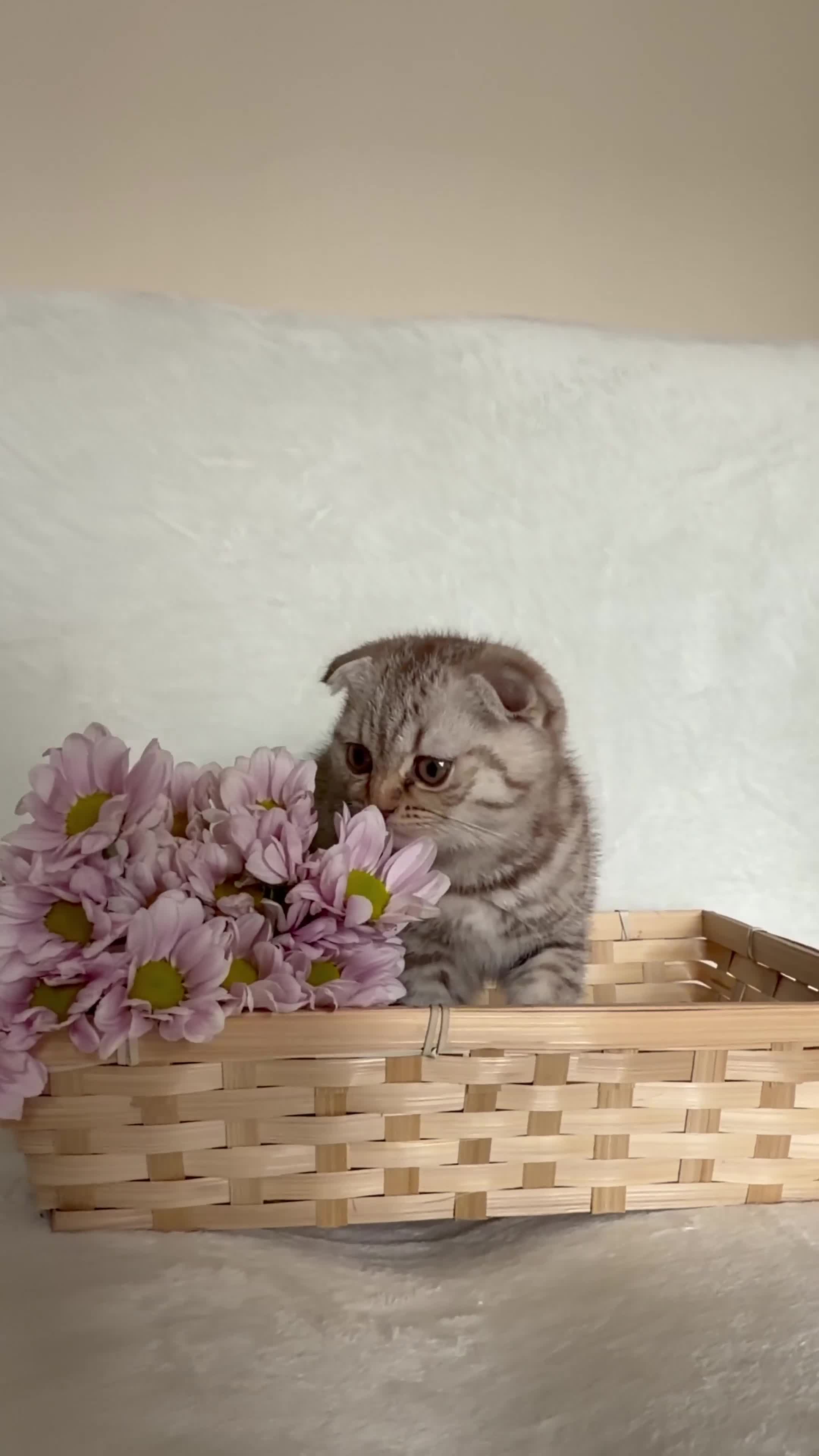 Scottish Fold cats for sale: Scottish fold kittens  - Video 1