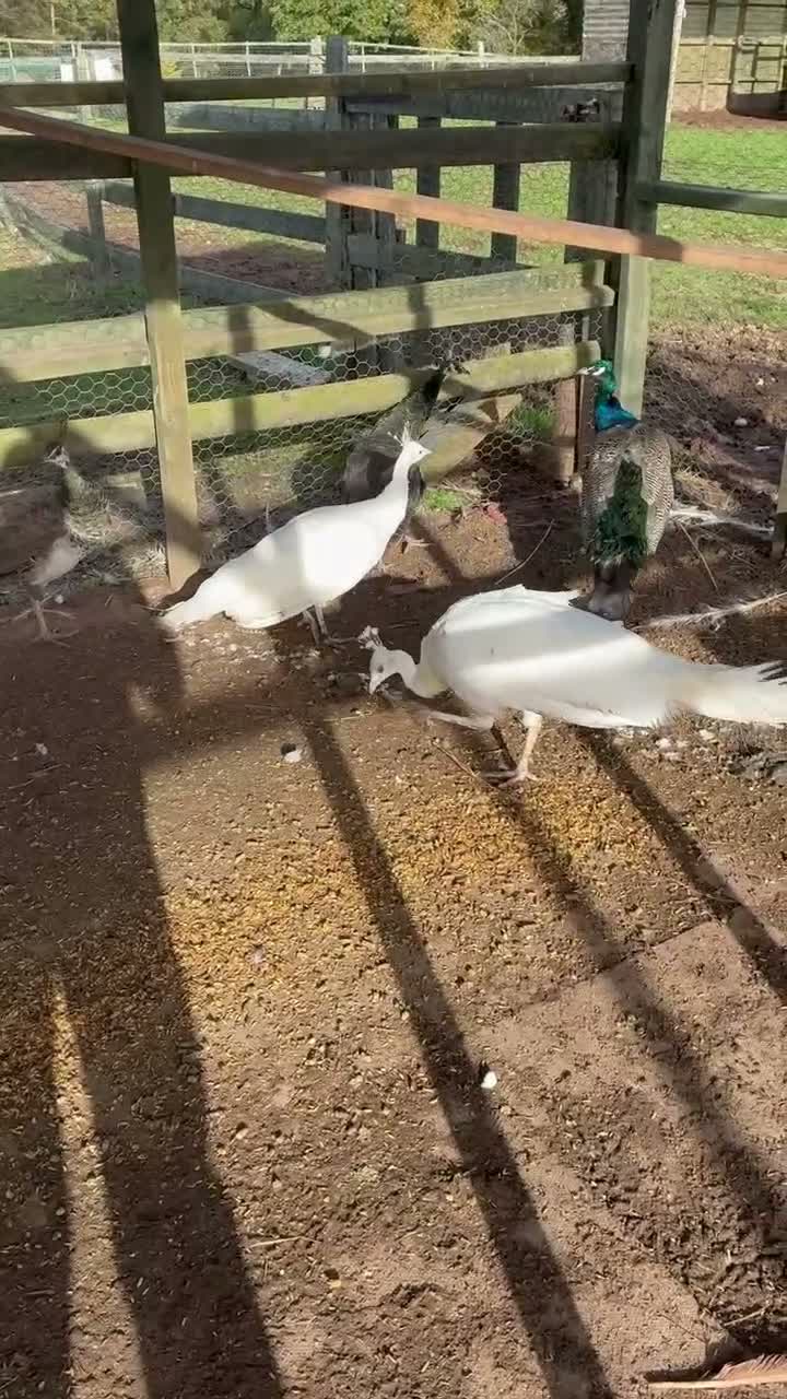 Mixed Breed birds for sale: Peacocks  - Video 1