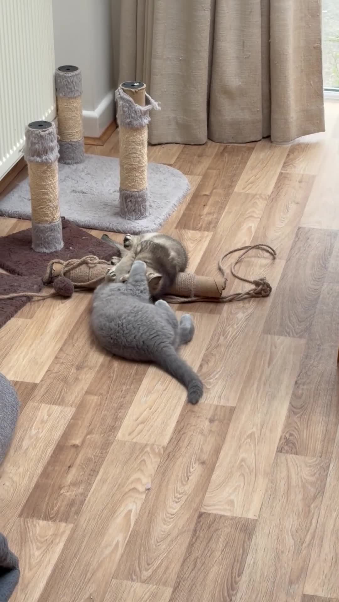 British Shorthair cats for sale: Pure Pedigree Golden Tabby NY21 British Shorthair - Video 2