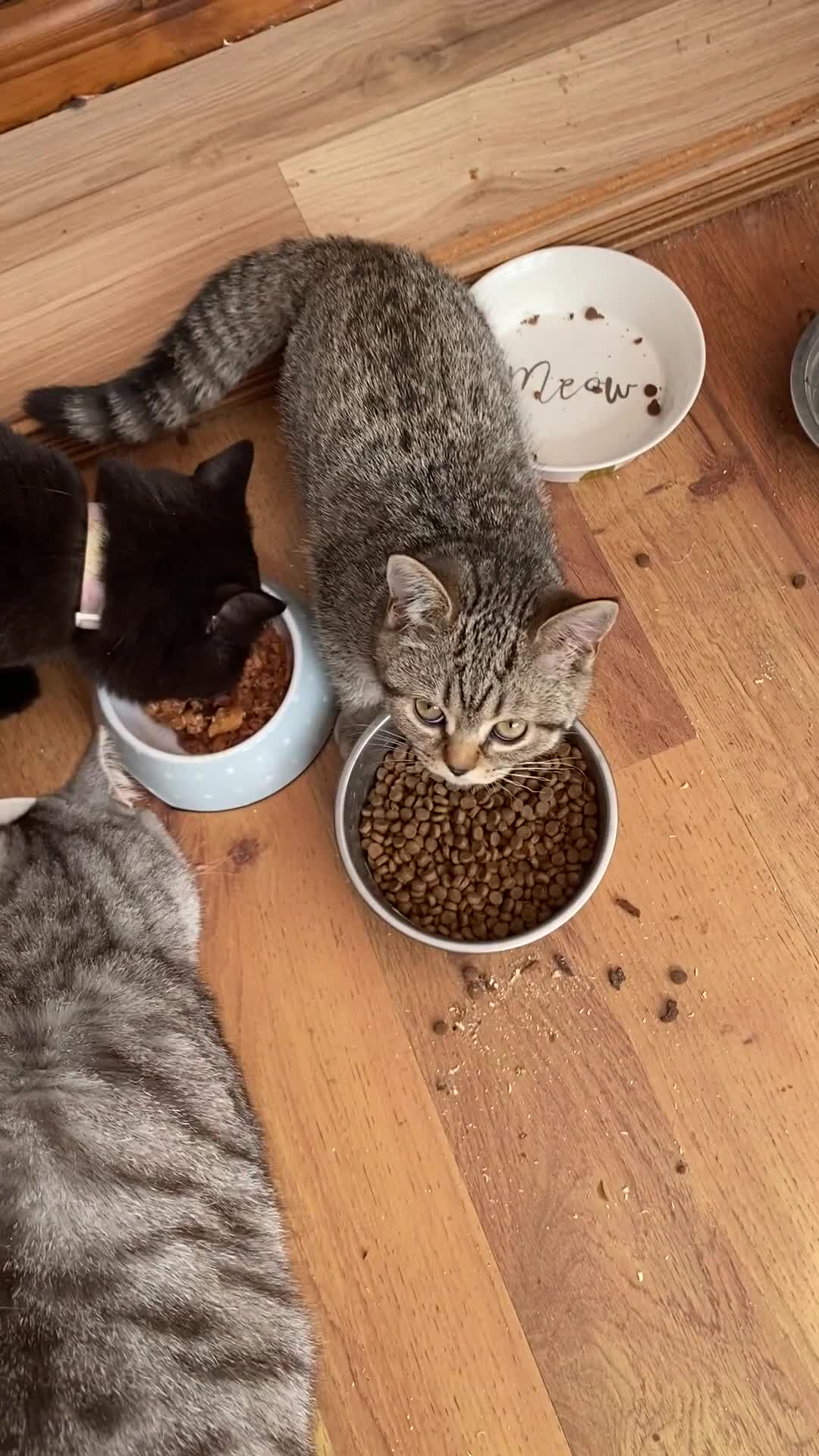 British Shorthair cats for sale: BSH Pedigree Chunky Kittens Chocolate/Gold striped - Video 1