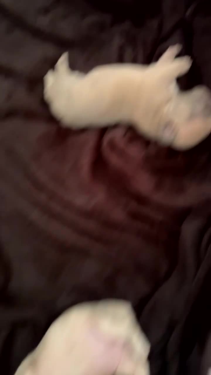 French Bulldog dogs for sale: 3 Merle French bulldog pups  - Video 1