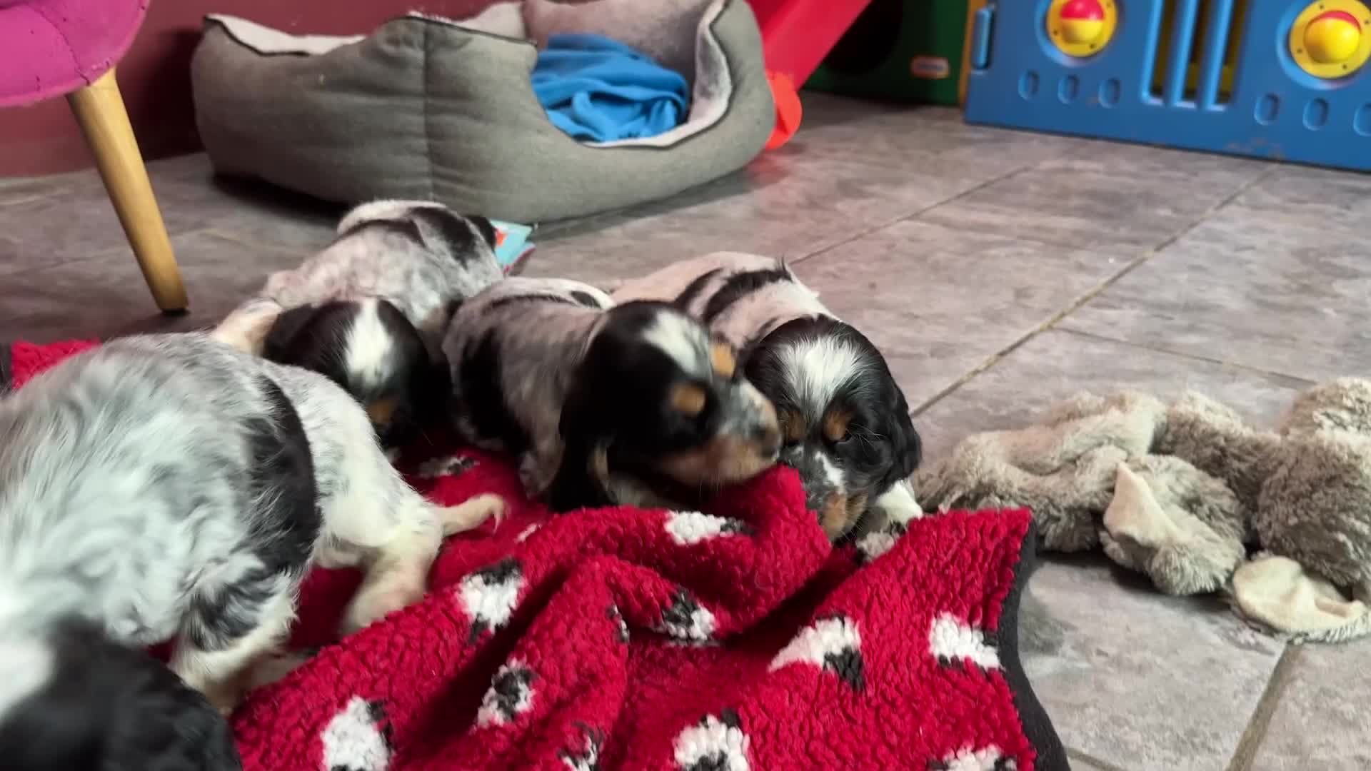 Cocker Spaniel dogs for sale: Extensively Health Tested, Top Quality pedigree  - Video 1