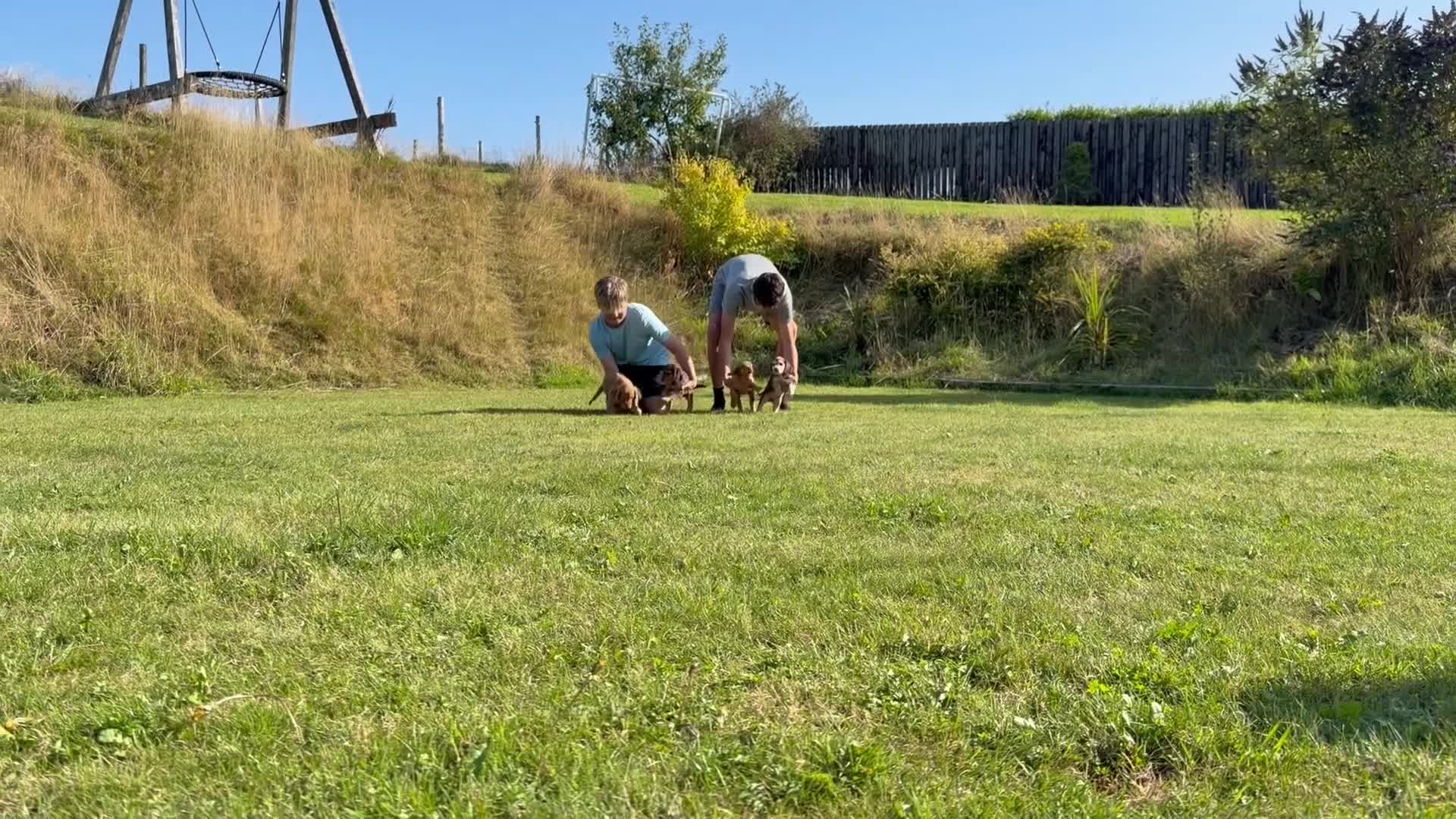 Cocker Spaniel dogs for sale: KC Registered working Cockers pups - Video 1