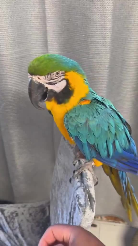 Parakeets birds for sale: Blue and Gold Macaw - Video 1