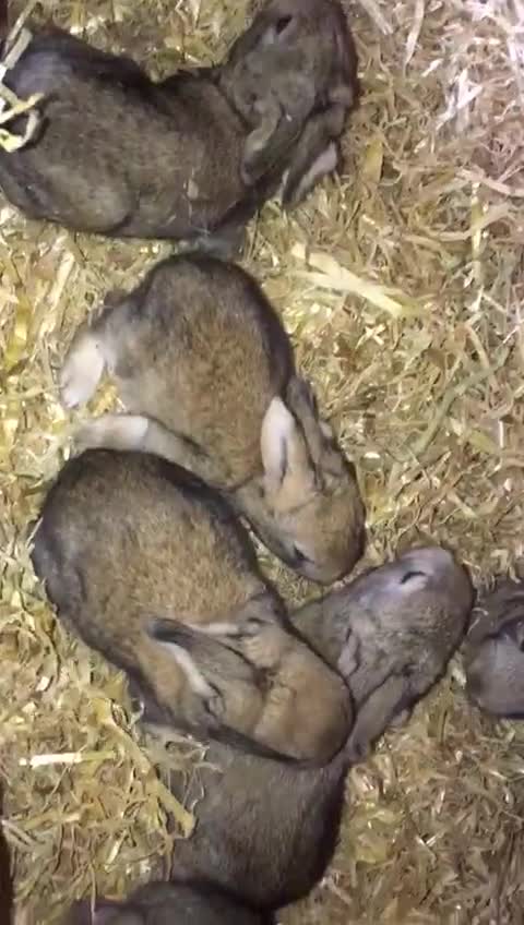 Continental Giant rabbits for sale: 7 beautiful Continental Giant - Video 1