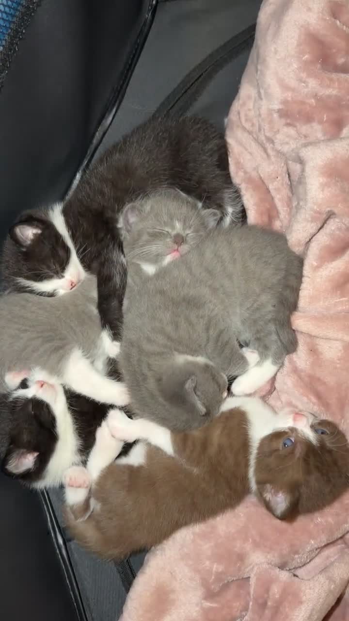 British Shorthair cats for sale: British shorthair kittens - Video 5