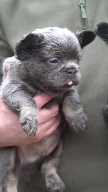 French Bulldog dogs for sale: Fluffy French Bulldog - Video 1