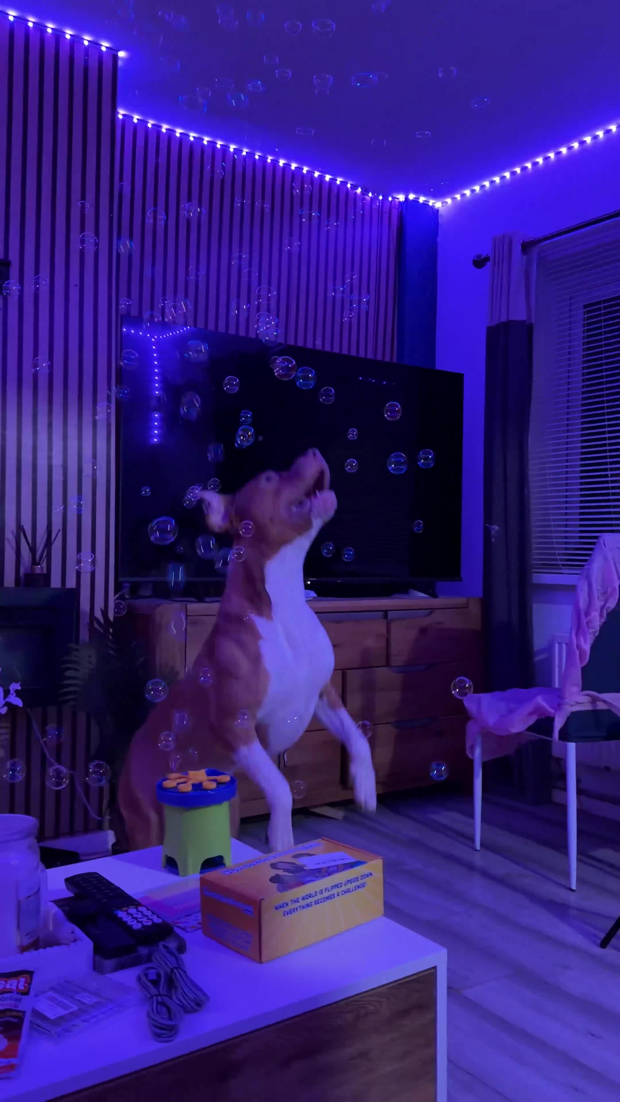 Mixed Breed dogs for sale: Scoobie in Leeds - Video 1