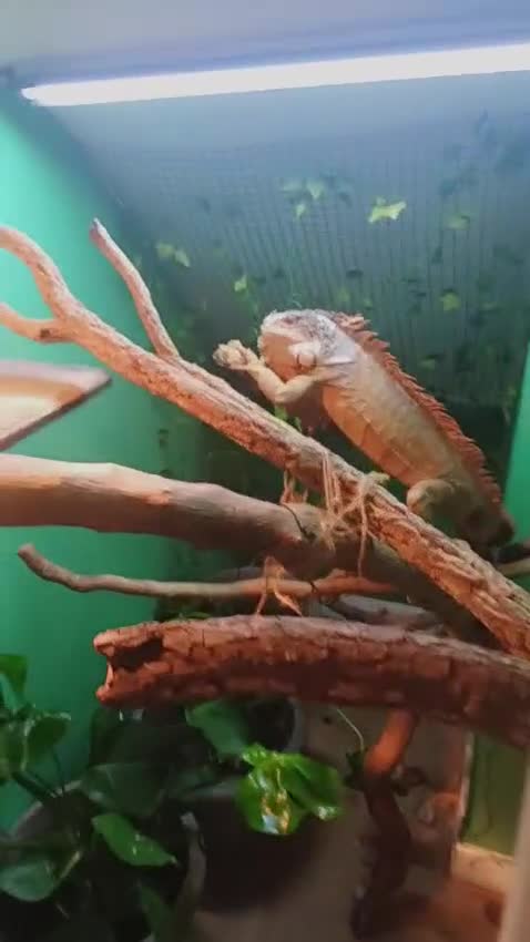Iguana reptiles for sale: Red iguana - Video 1