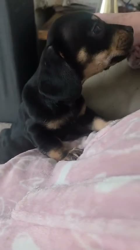 Mixed Breed dogs for sale: Last female  - Video 1