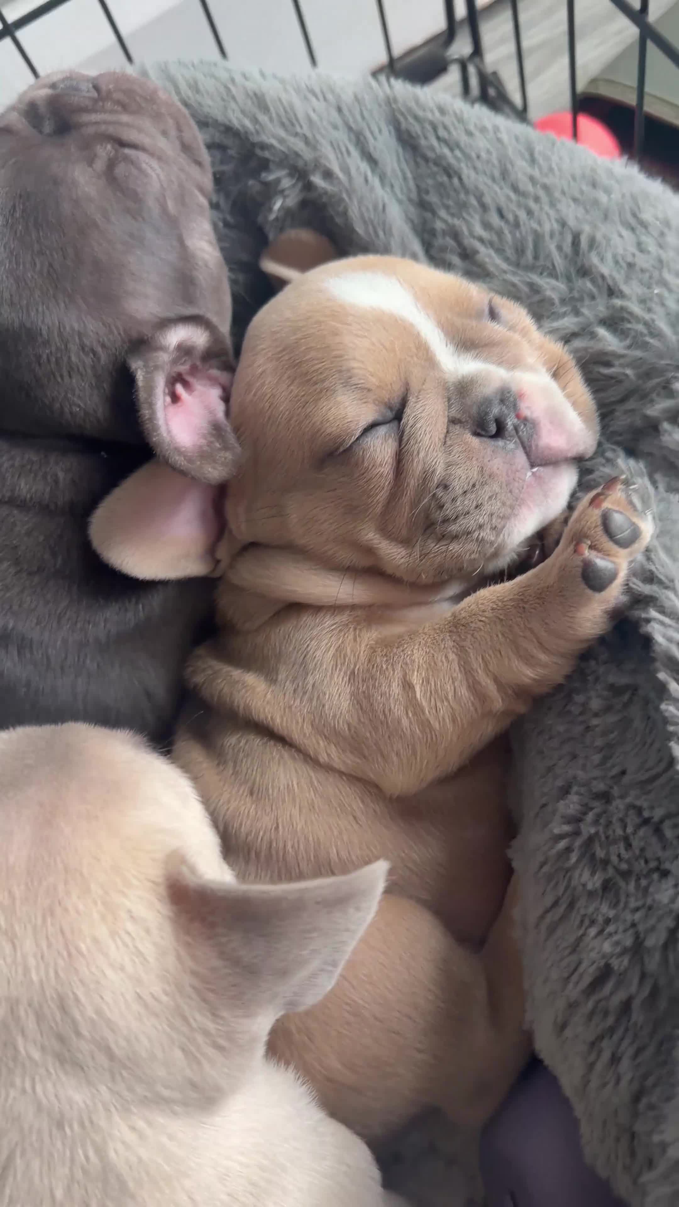 French Bulldog dogs for sale: Three stunning male French bulldogs for sale in Manchester - Video 1