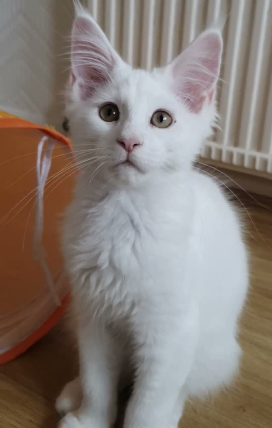 Maine Coon cats for sale: 🏅TICA🏅 pure white boys maine coons - Video 1