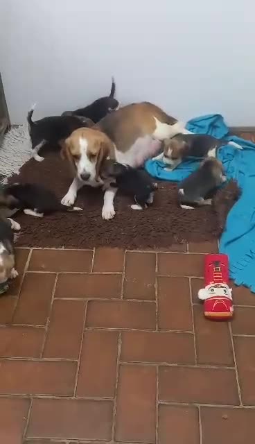 Beagle dogs for sale: KC Registered Beagle Puppies  - Video 4