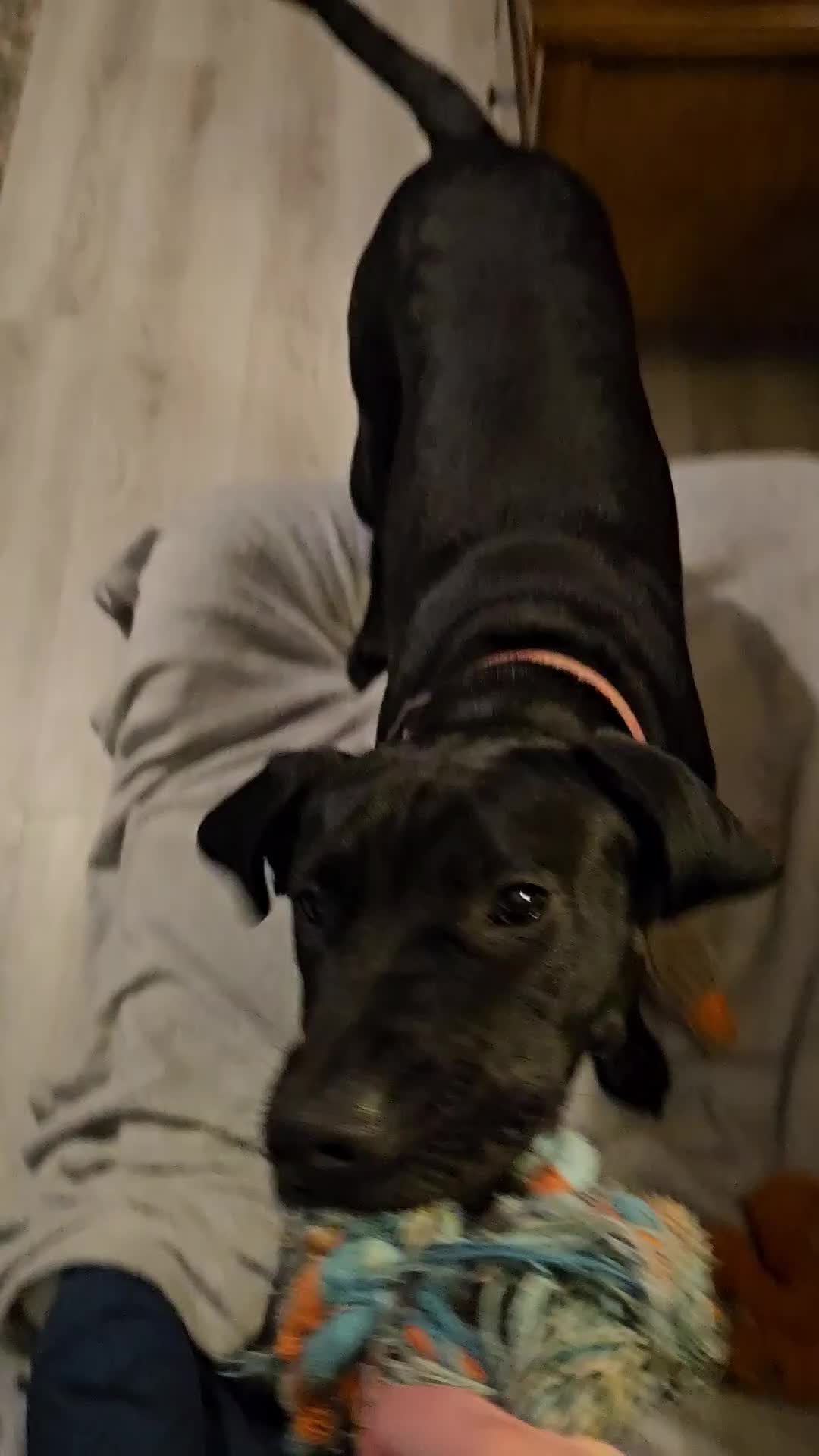 Mixed Breed dogs for sale: 9 month old black lab x staffy mix - Video 2