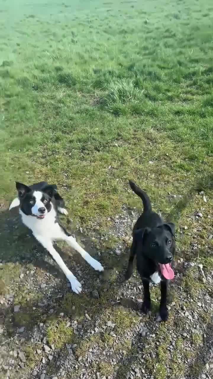Patterjack dogs for sale: Stella (female) - Video 1