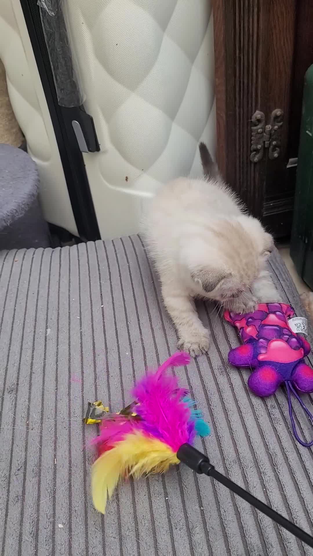 Scottish Fold cats for sale: Scottish fold kittens with blue eyes  - Video 3