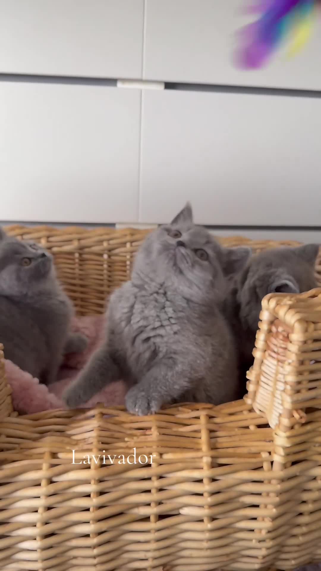 British Shorthair cats for sale: GCCF reg blue kittens  - Video 1