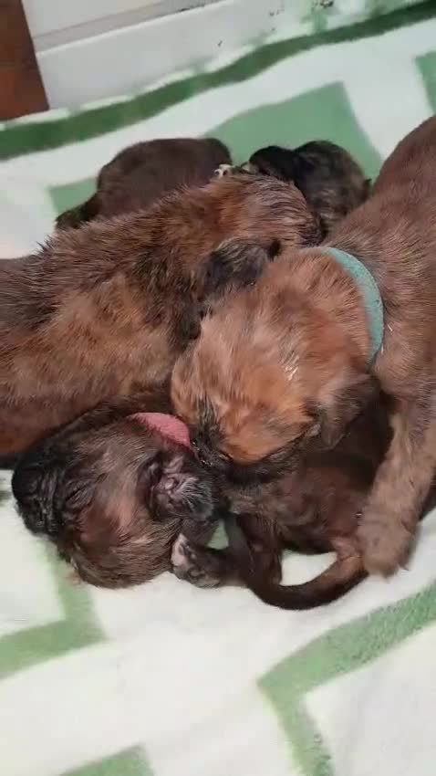 Boxer dogs for stud: Bane - Kc registered boy in Chesterfield - Video 3