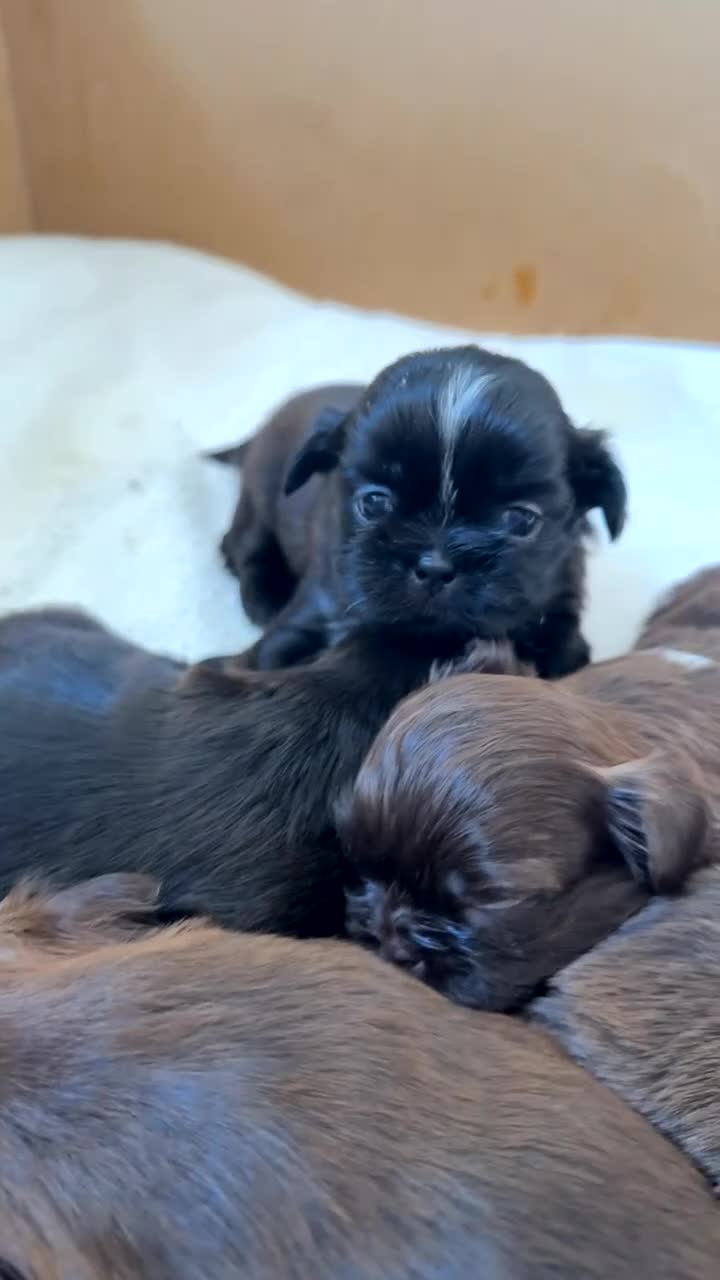 Shih Tzu dogs for sale: Tri-Colour KC Imperial Shih Tzu Puppies - Video 3