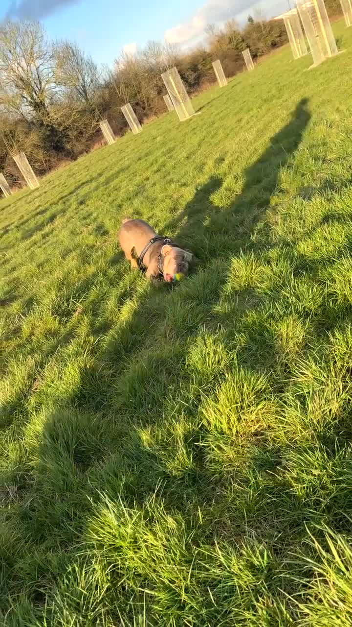 American Bully dogs for sale: Bruce Lovely dog 🐕  - Video 1