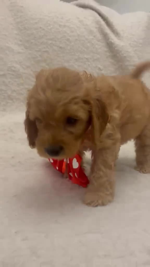 Cockapoo dogs for sale: 4 Gorgeous Cockapoo Puppies Left - Video 3