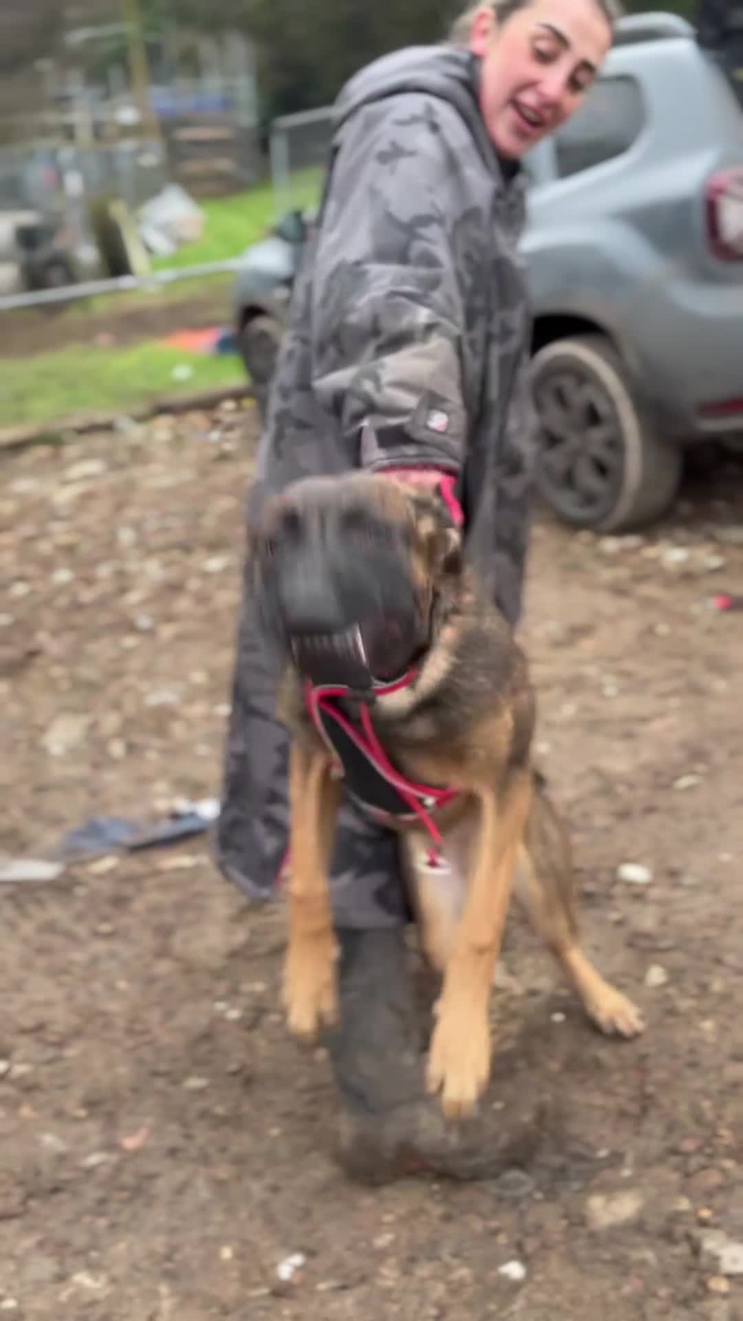 Mixed Breed dogs for sale: Security Dog for Sale  - Video 5