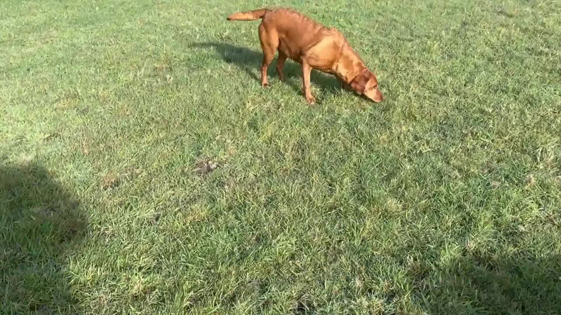 Labrador Retriever dogs for sale: THREE 6 YR OLD WORKING LABS. HIP ELBOW DNA PERFECT - Video 1