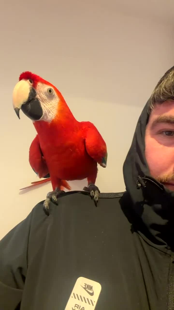 Macaws birds for sale: Scarlet macaw male 2 year old  - Video 2